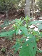 Sivun Ruellia foetida Humb. & Bonpl. ex Willd. kuva