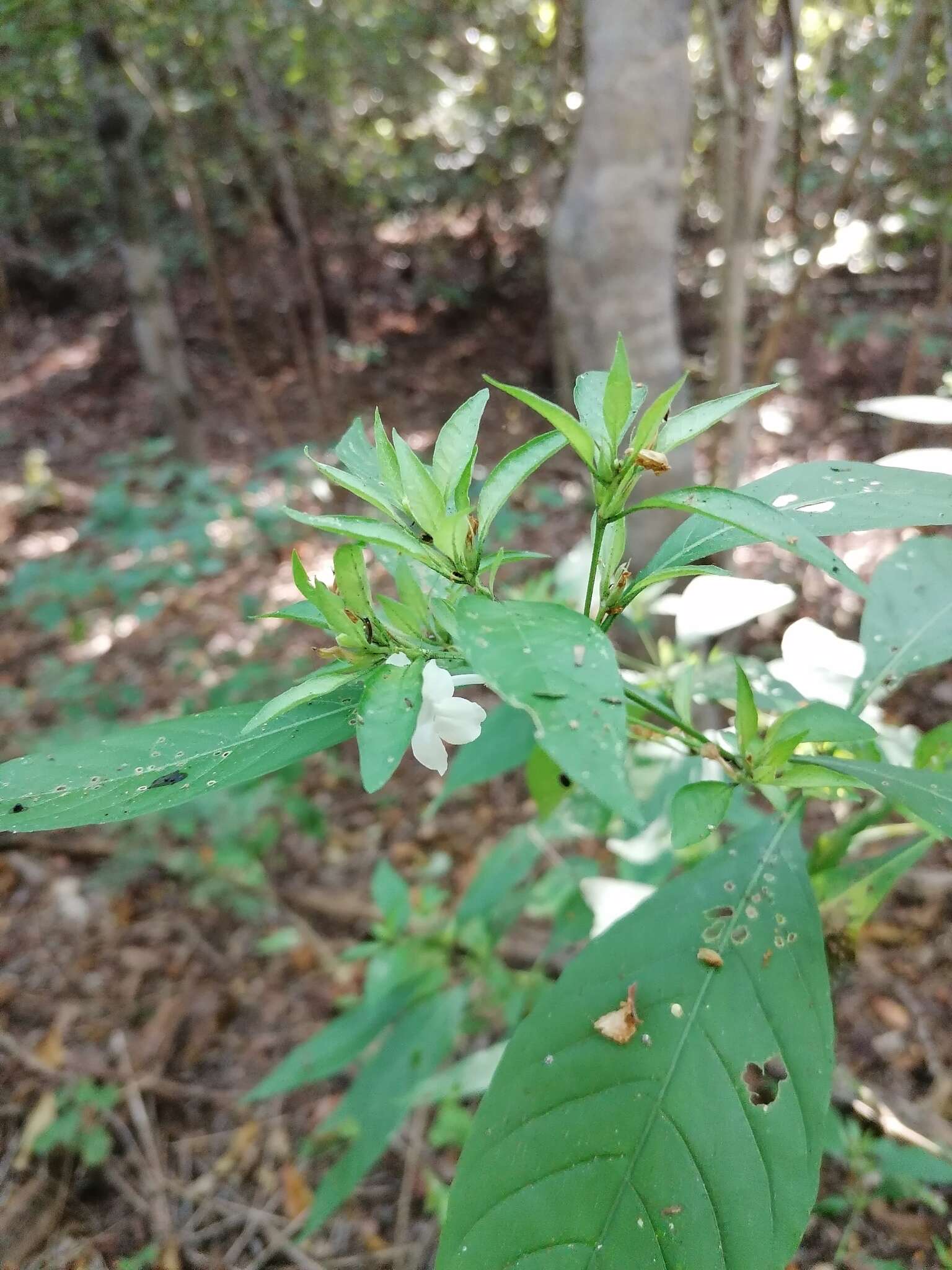 Sivun Ruellia foetida Humb. & Bonpl. ex Willd. kuva