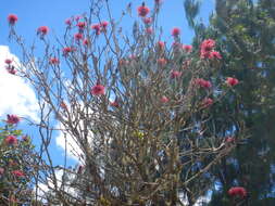 Image of Amazon coral tree