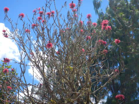 Erythrina amazonica Krukoff的圖片