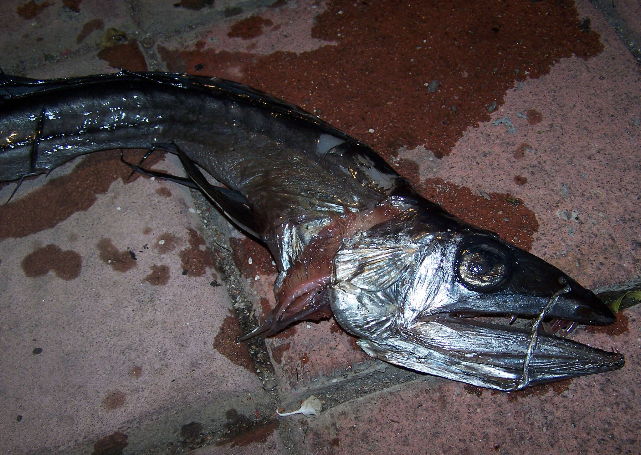 Image of lancetfishes