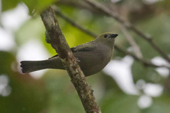 Image of Palm Tanager