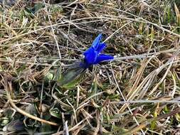 Image of Gentiana brachyphylla subsp. favratii (Rittener) Tutin