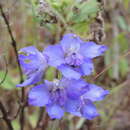 Image of Delphinium dasycaulon Fresen.