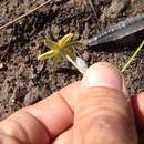 Image of Hypoxis longifolia Baker