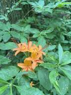 صورة Rhododendron cumberlandense E. L. Braun