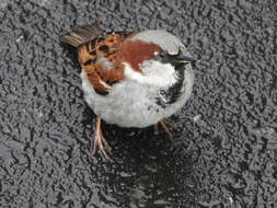 Image of Passer domesticus domesticus (Linnaeus 1758)