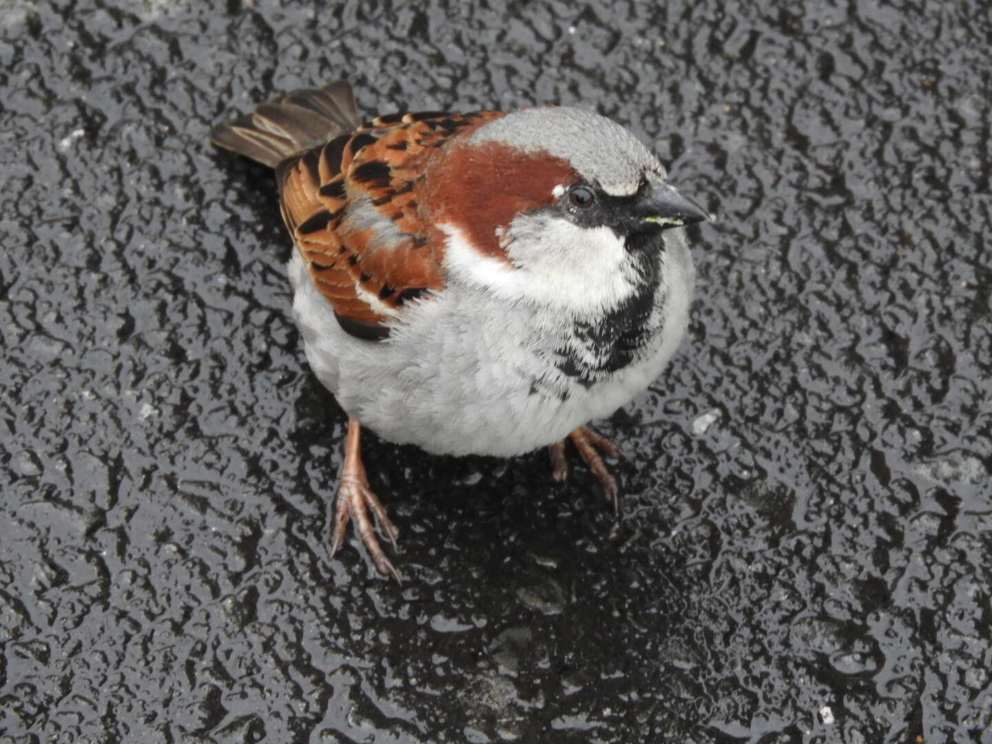 Image of Passer domesticus domesticus (Linnaeus 1758)