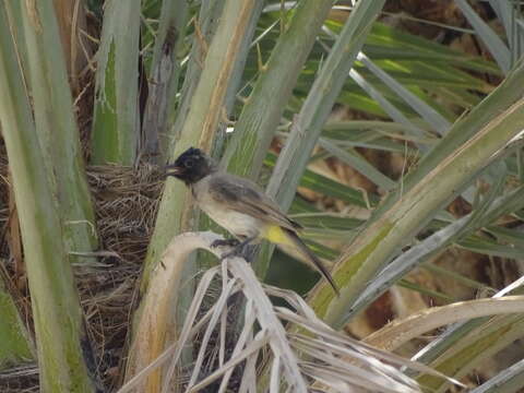 Image of White-eyed Bulbul