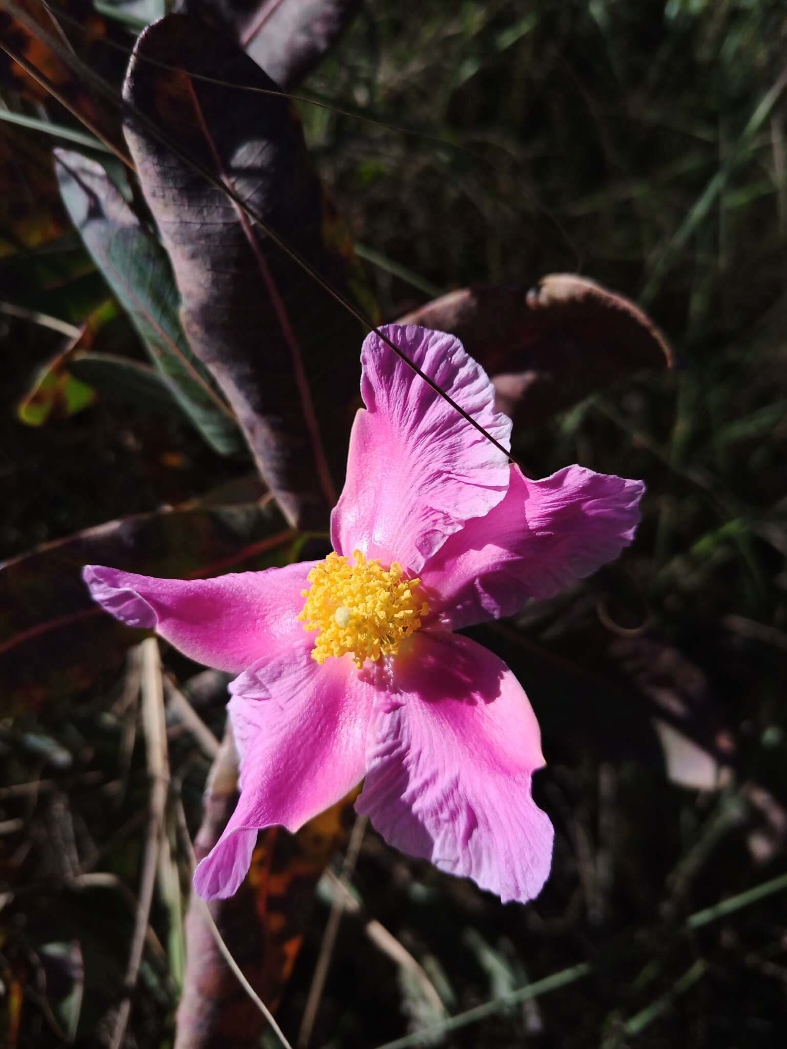 Image of Kielmeyera rubriflora Cambess.