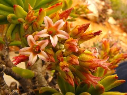 Tylecodon racemosus (Harv.) H. Tölken resmi