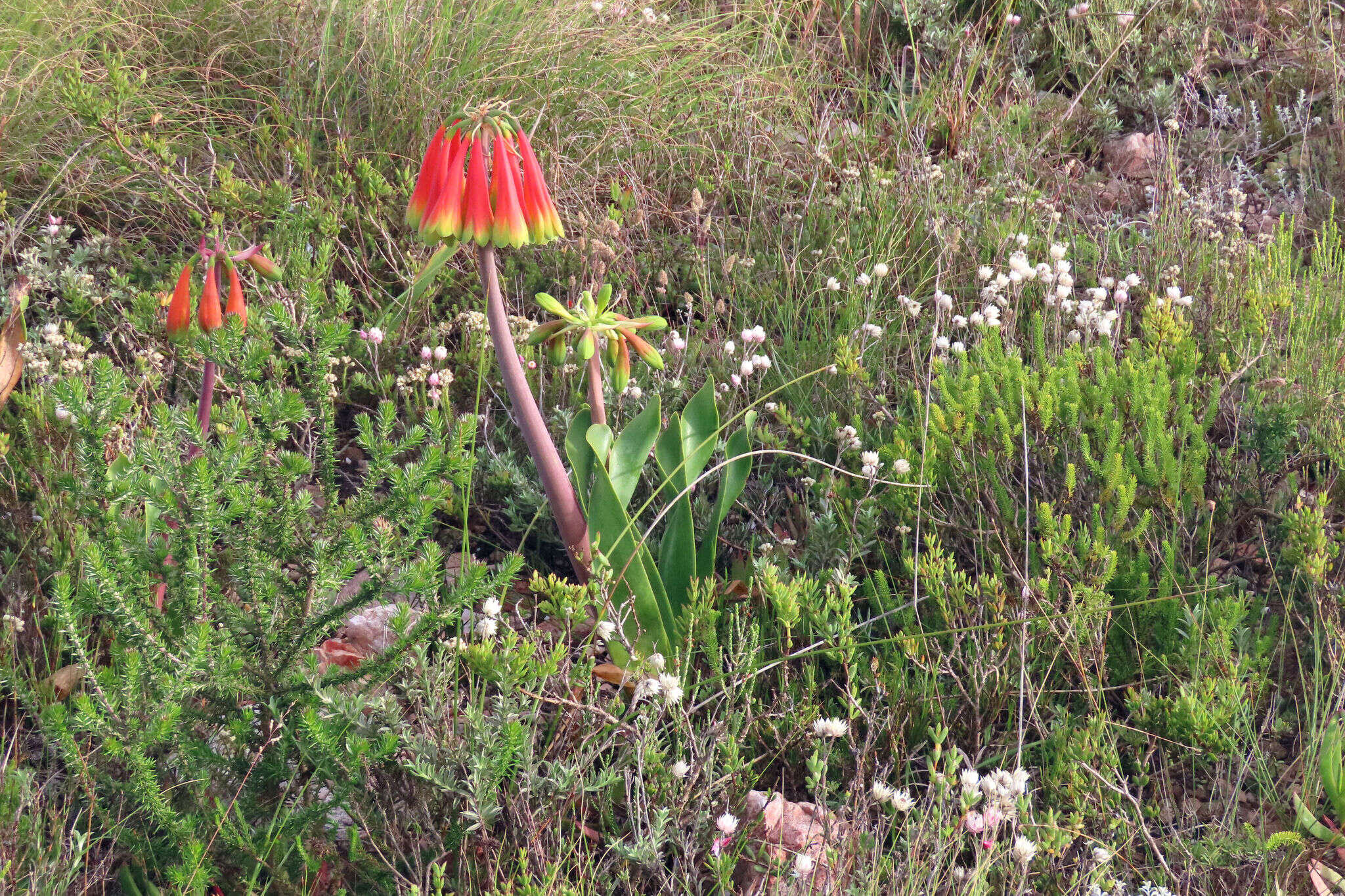 Image of Cyrtanthus obliquus (L. fil.) Aiton