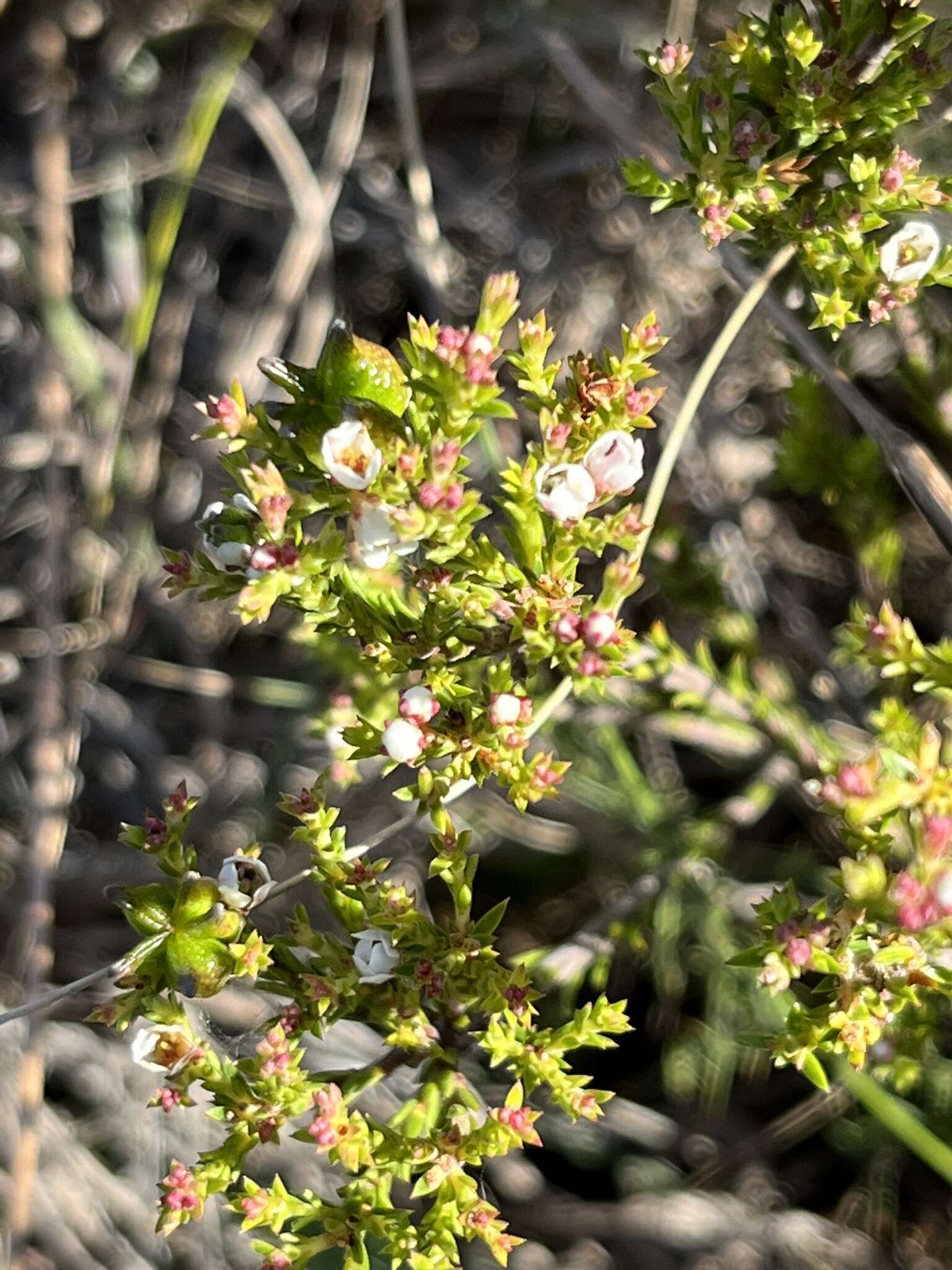 Image of Diosma passerinoides Steud.