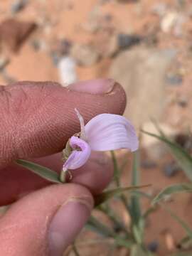 Image of rushpink skeletonplant