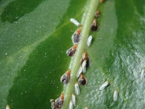 Image of Euonymus scale