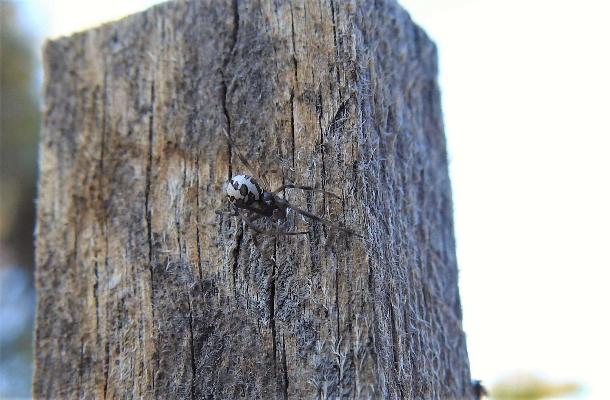 Image of Redback spider