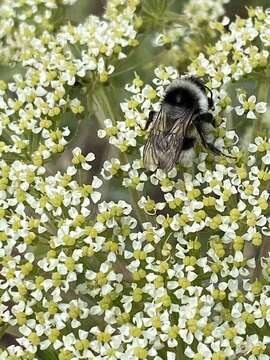 Image of Bombus patagiatus Nylander 1848