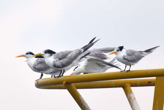 Image of Lesser Crested Tern