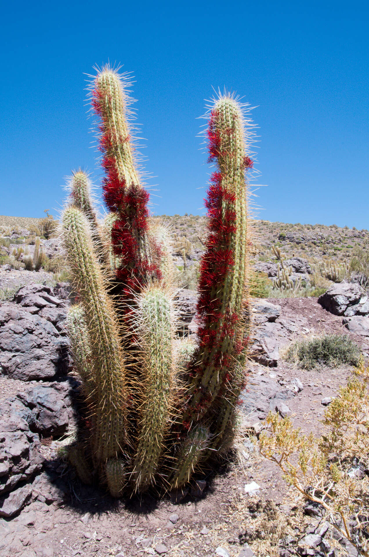 Imagem de Tristerix aphyllus (Miers ex DC.) van Tiegh. ex Barlow & Wiens