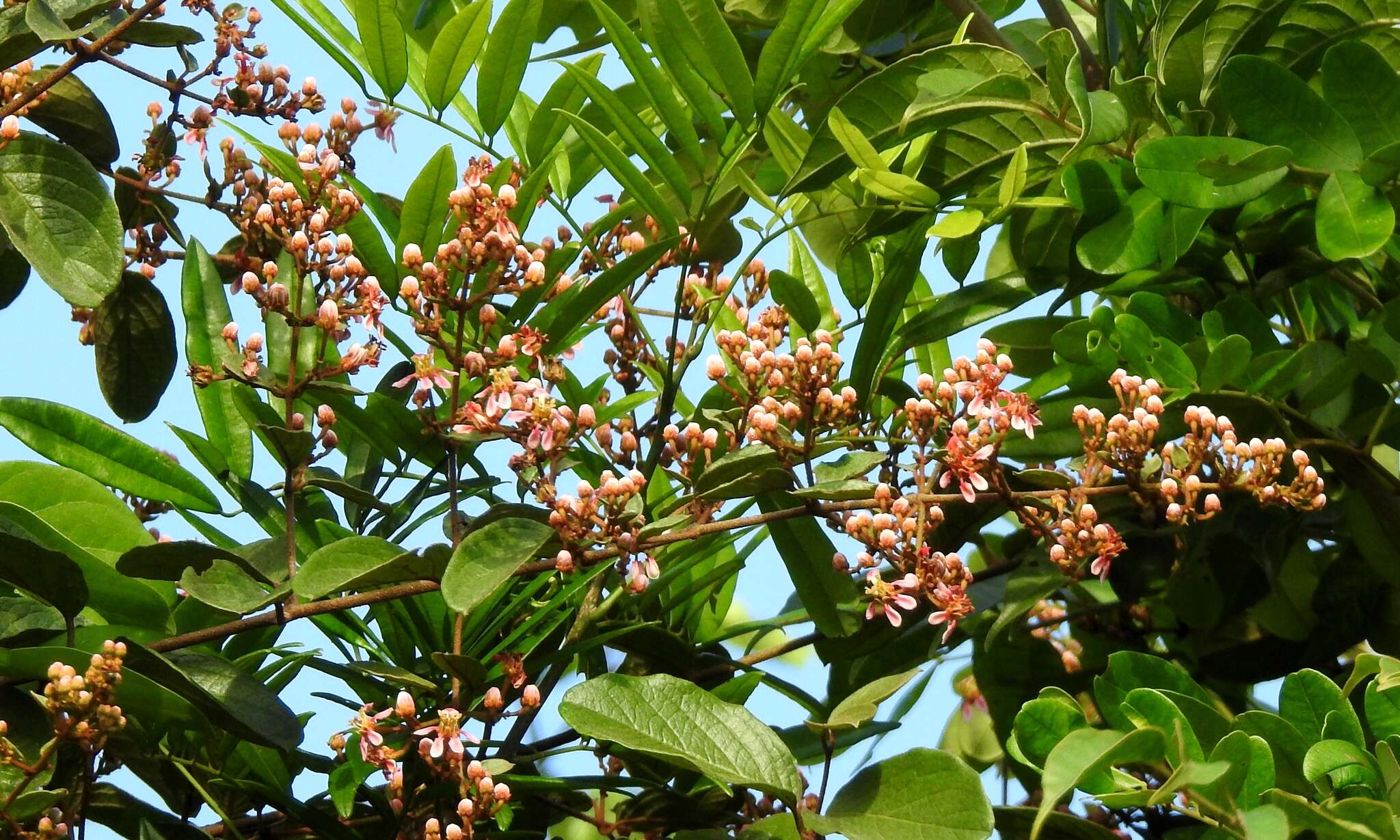 Plancia ëd Heteropterys brachiata (L.) DC.