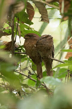 Image of Ceylon Frogmouth