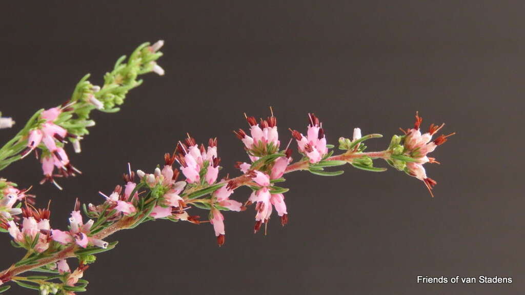 Image of <i>Erica <i>simulans</i></i> var. simulans