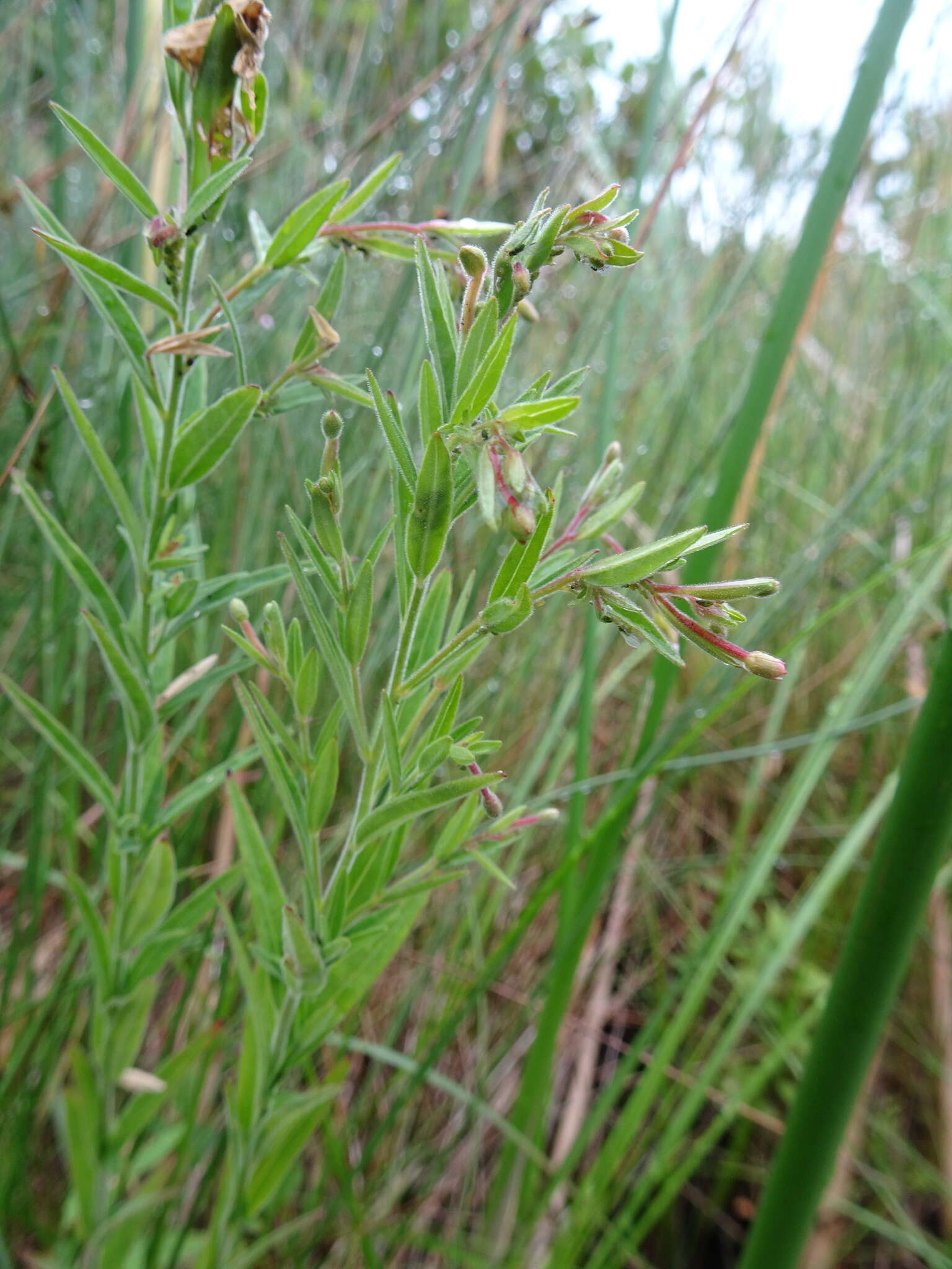 Image of Downy Willowherb