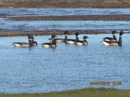 صورة Branta bernicla nigricans (Lawrence 1846)