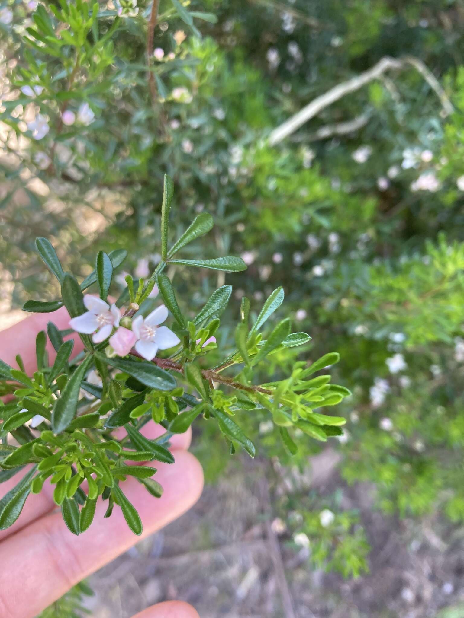 Image de Cyanothamnus anemonifolius subsp. variabilis