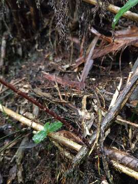 Image of Athyrium clivicola Tag.