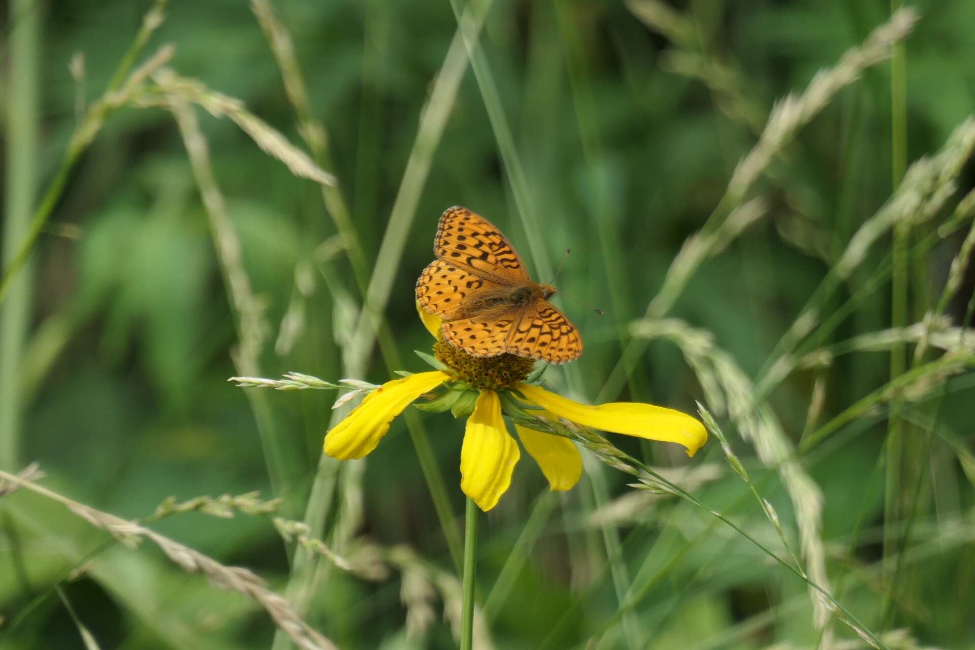 Image de Speyeria hesperis ratonensis Scott 1981