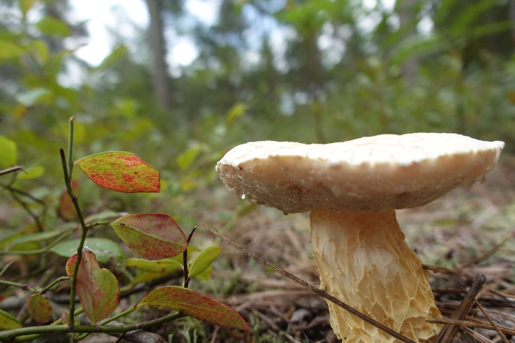 Sivun Austroboletus subflavidus (Murrill) Wolfe 1980 kuva