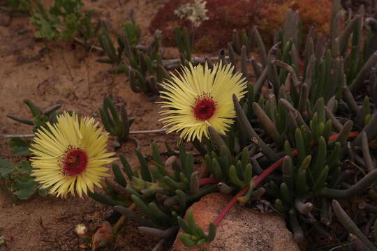 Image of Cephalophyllum tricolorum (Haw.) N. E. Br.