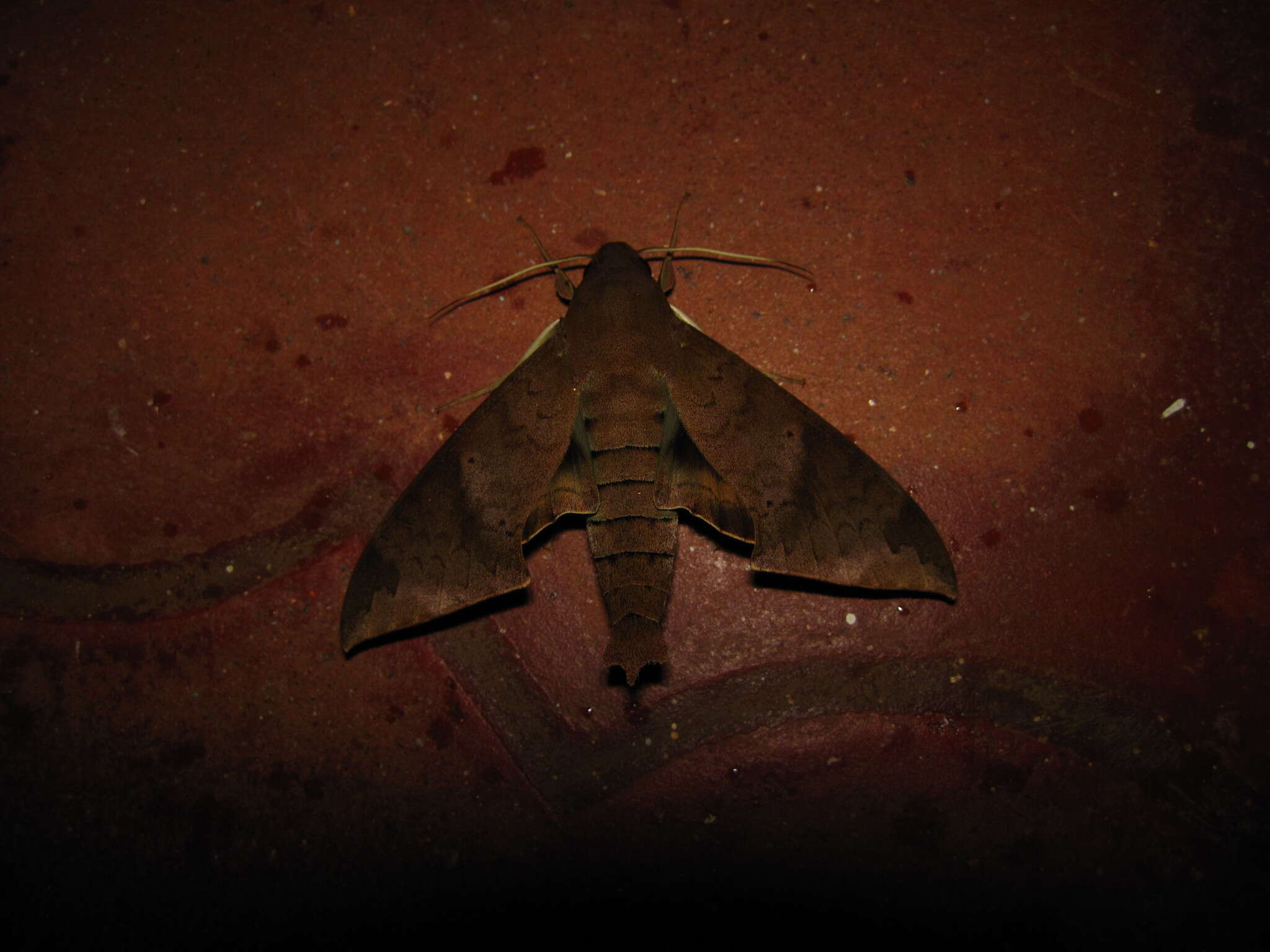 Image of False Fig Sphinx Moth