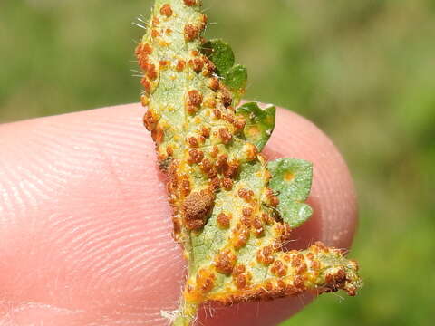 Image of Puccinia modiolae P. Syd. & Syd. 1903