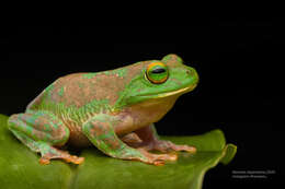 صورة Pseudophilautus stellatus (Kelaart 1853)