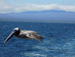 Image of Pelecanus occidentalis urinator Wetmore 1945