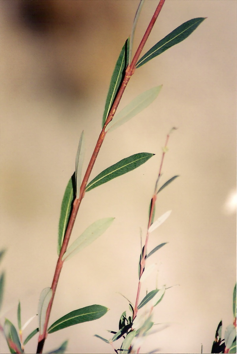 Salix purpurea (rights holder: Jos Mara Escolano)