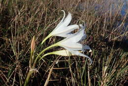 Image de Crinum carolo-schmidtii Dinter