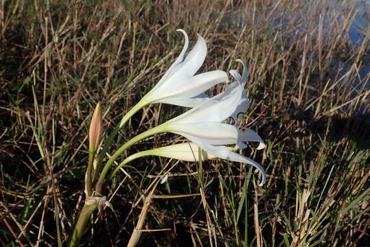 Image of Crinum carolo-schmidtii Dinter