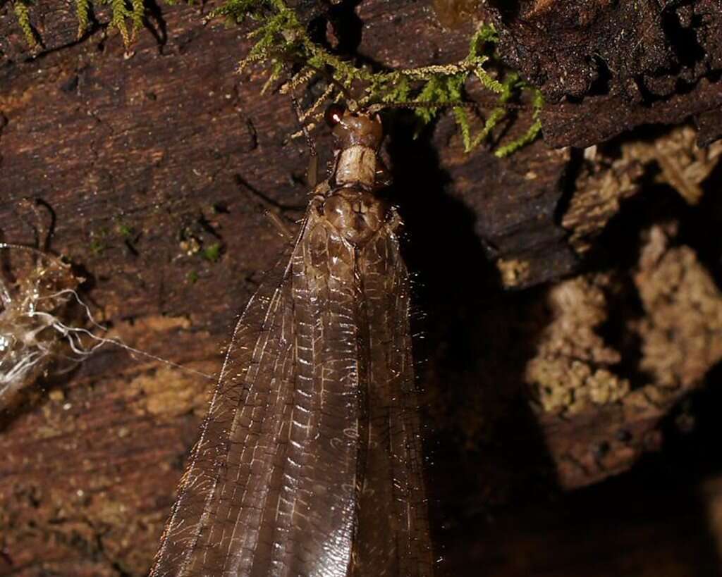 Image of Oedosmylus latipennis Kimmins 1940