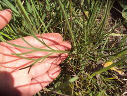 Plancia ëd Isostigma peucedanifolium (Spreng.) Less.