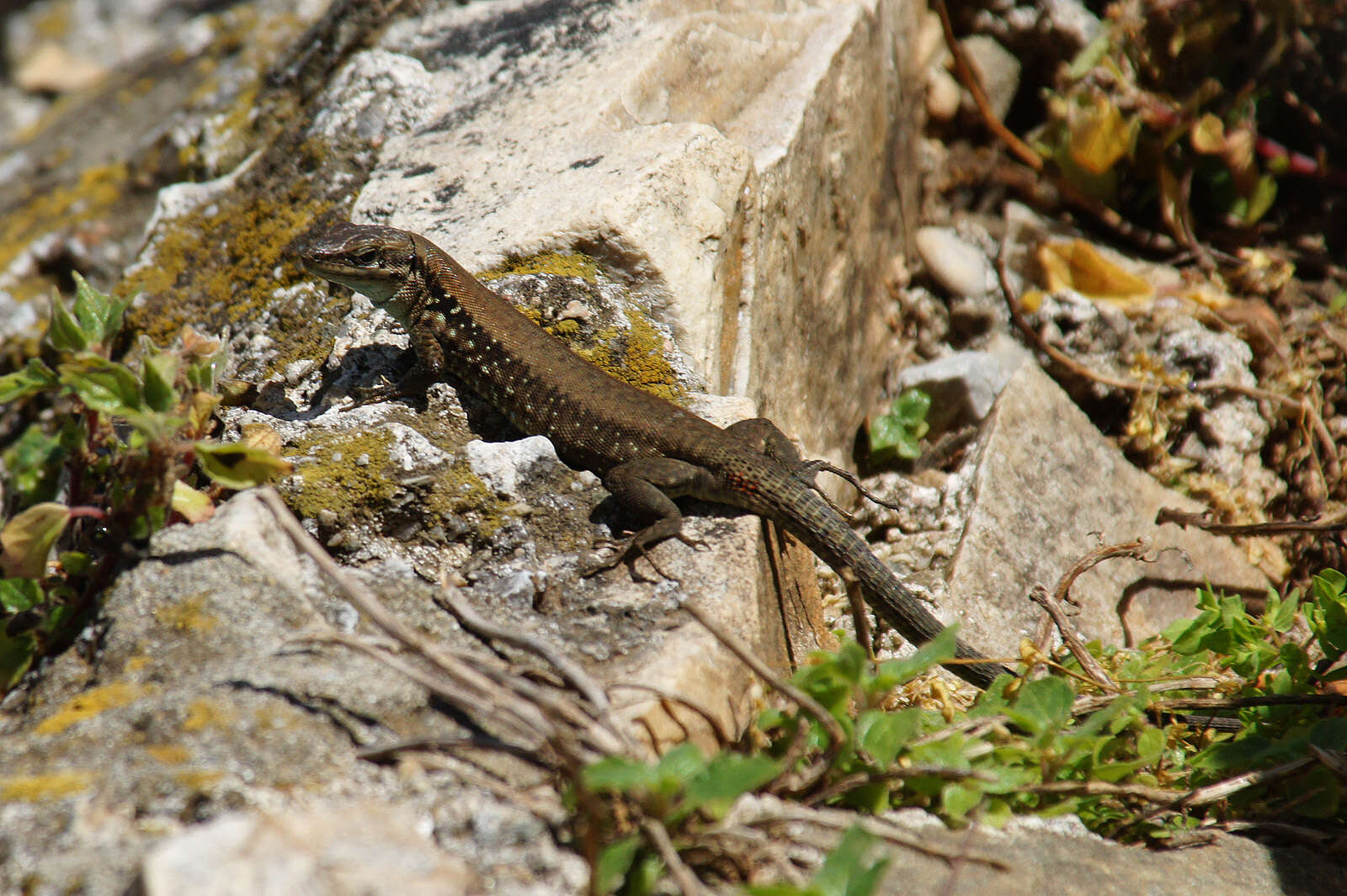 Sivun Phoenicolacerta laevis (Gray 1838) kuva