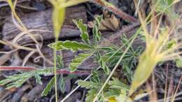 Image of Potentilla nevadensis Boiss.