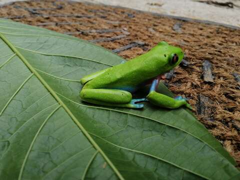 Image of Blue-sided Treefrog