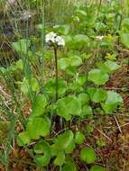 Image of Deer-Cabbage