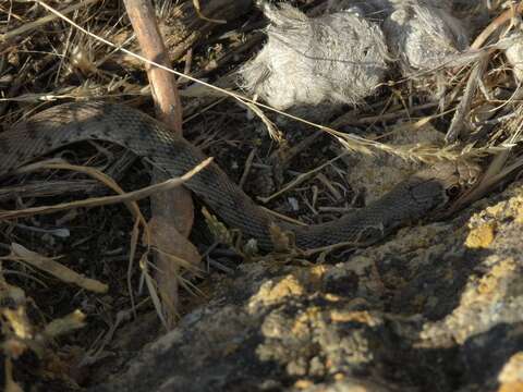 Image of Spotted Desert Racer