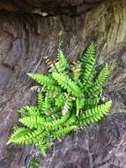 Image of Asplenium marinum L.