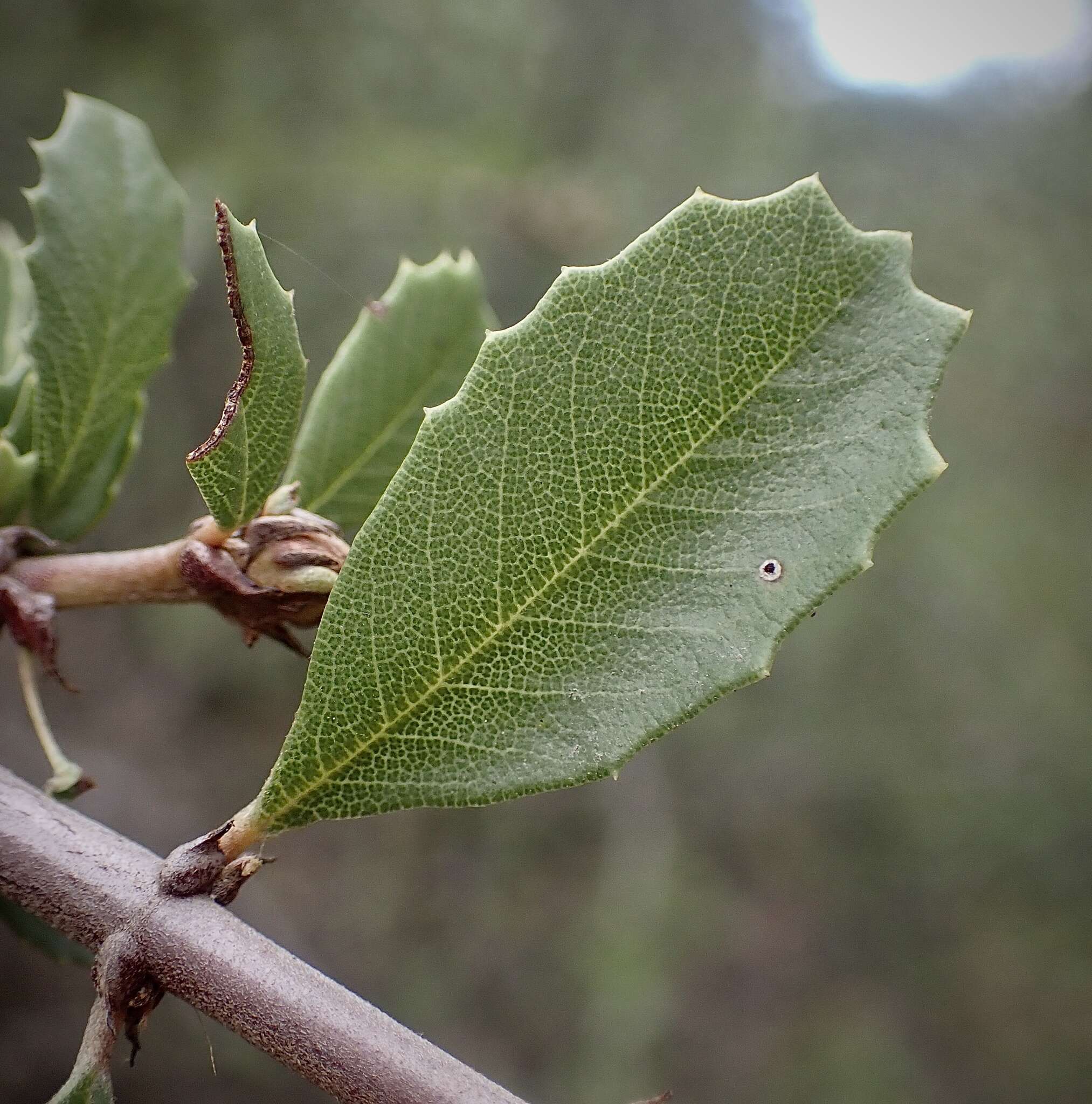 Plancia ëd Ceanothus ferrisiae Mc Minn