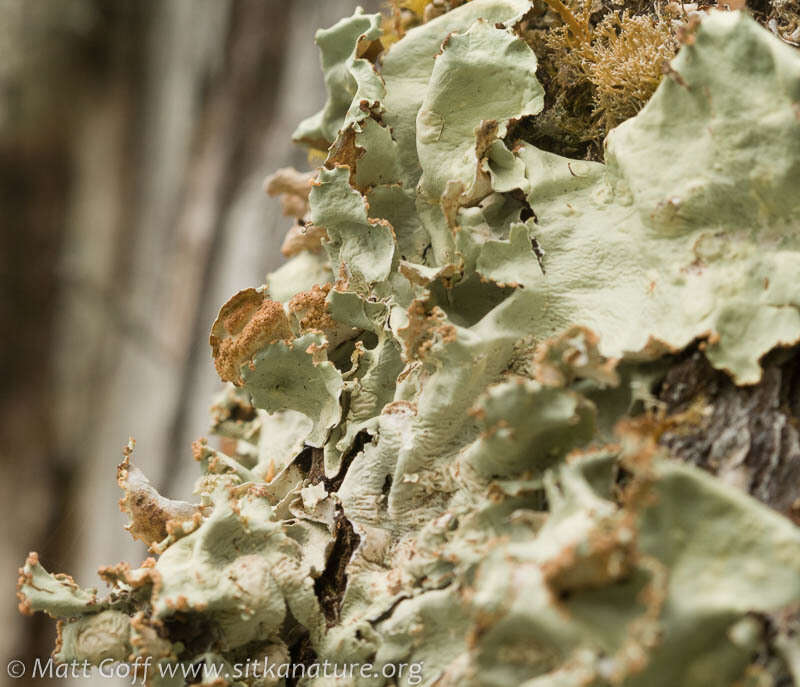 Image of arctic kidney lichen